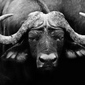 ToF Behang dier Afrikaanse buffel zwart-wit