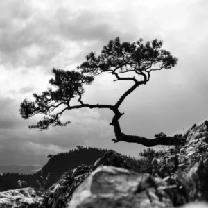 ToF Behang landschap beroemde boom Pieniny Mountains, Polen zwart-wit