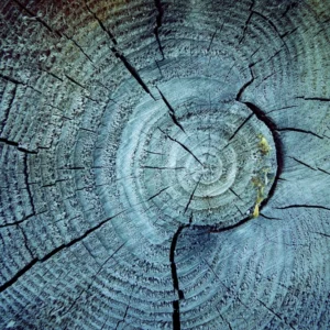 ToF Behang bomen boomstam close-up