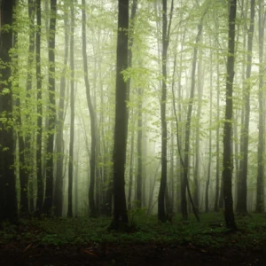 ToF Behang bos met bomen