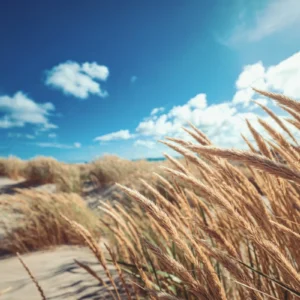 ToF Behang duinen met tarwe close-up