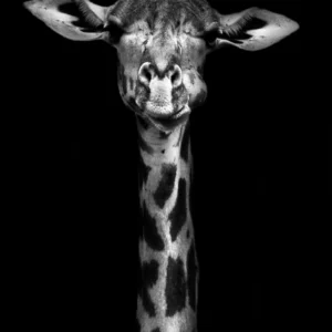 ToF Fotobehang dier giraffe zwart-wit