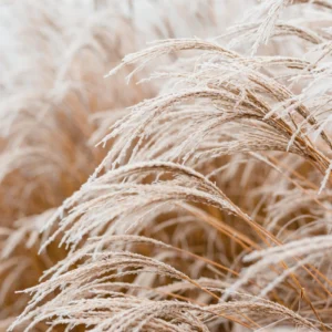ToF Behang natuur grassoorten close-up