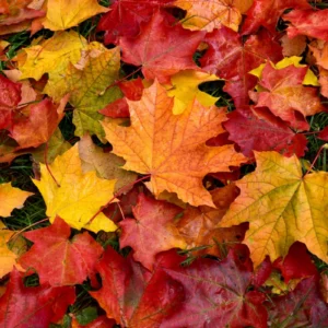 ToF Fotobehang bladeren herfst