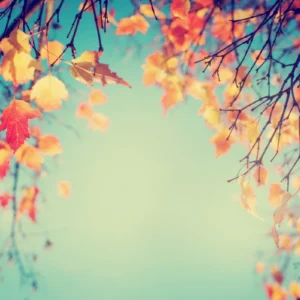 ToF Behang takken met herfstbladeren