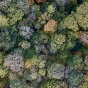 ToF Behang bomen vanaf bovenkant