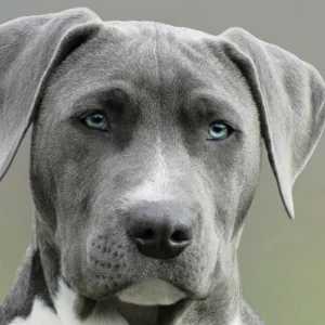 ToF Behang hond kop Weimaraner