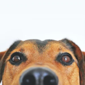 ToF Behang hond bruin close-up ogen en neus