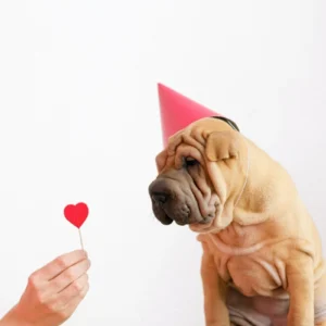 ToF Behang hond shar-pei met feestmuts