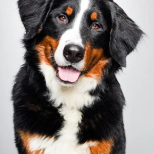 ToF Fotobehang hond portret Berner sennenhond
