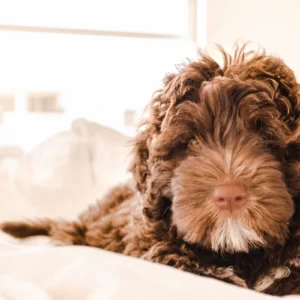 ToF Fotobehang hond close-up labradoodle