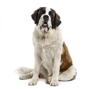 ToF Behang hond Sint-Bernard op witte achtergrond