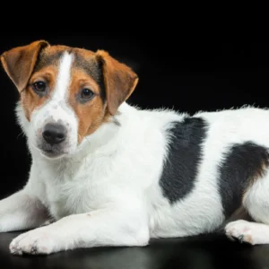 ToF Behang hond liggende Jack Russell op zwarte achtergrond