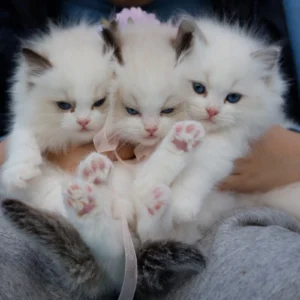 ToF Behang kat drie ragdoll kittens in wit langharig
