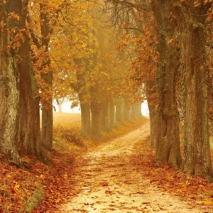 ToF Behang herfst bos