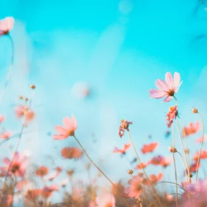 ToF Behang lente bloemenveld Cosmea