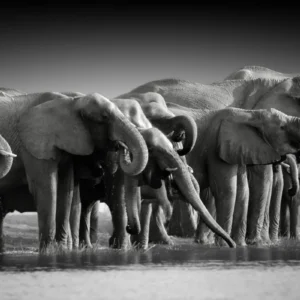 ToF Behang olifant groep van meerdere olifanten bij water in zwart-wit