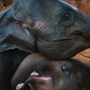 ToF Fotobehang olifant babyolifant met moeder in water