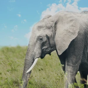 ToF Behang olifant die in het gras loopt