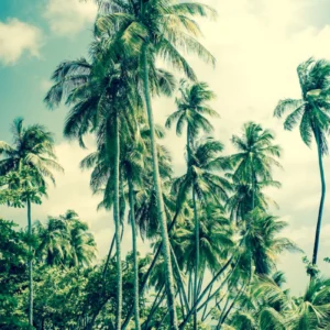 ToF Behang bomen palmbomen op strand