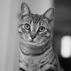 ToF Behang poes grijze cyperse kat