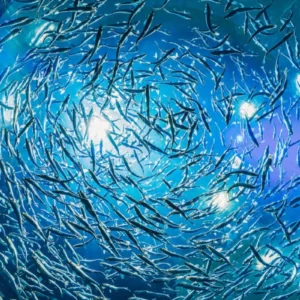 ToF Behang vissen grote school grijze vissen in blauw water bij een patrijspoort