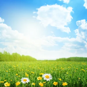 ToF Behang bloemen klein in veld