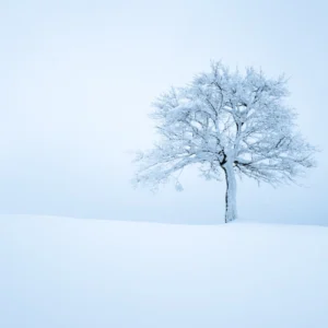 ToF Behang winter boom in de sneeuw