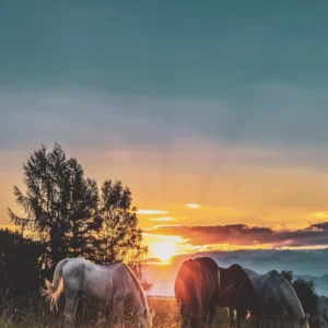 ToF Behang zonsondergang met paarden
