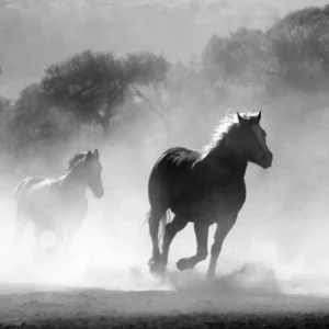 ToF Fotobehang zwart-wit rennende paarden