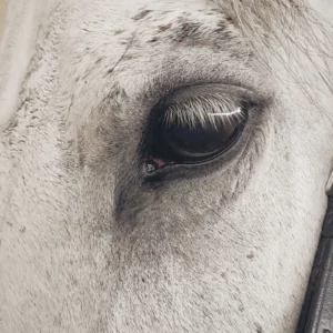 ToF Fotobehang zwart-wit close-up oog paard