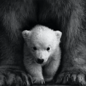 ToF Fotobehang zwart-wit baby ijsbeer bij voeten moeder