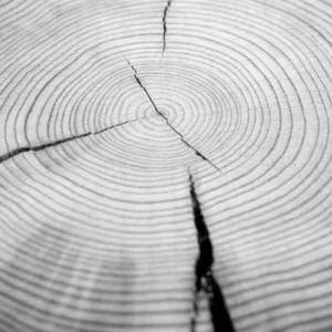 ToF Fotobehang bomen boomstam met jaarringen