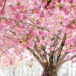 ToF Behang bloesem boom sakura