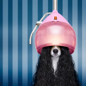 ToF Fotobehang hond Jack Russel met pruik onder droogkap kapper