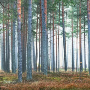 ToF Behang bos dennenbomen