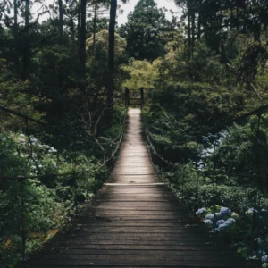 ToF Fotobehang brug in de jungle