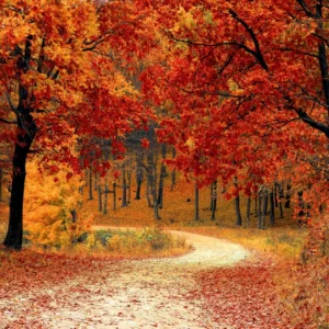 ToF Fotobehang herfst bos met doorloop
