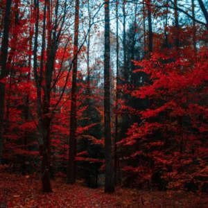 ToF Fotobehang herfst bos met rode bladeren