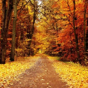 ToF Fotobehang herfst bos met pad