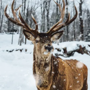 ToF Behang bosdieren edelhert in de sneeuw