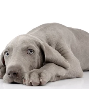 ToF Behang hond liggende Weimaraner puppy