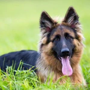 ToF Behang hond jonge herdershond in het gras