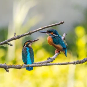 ToF Behang ijsvogel twee zittend op een tak