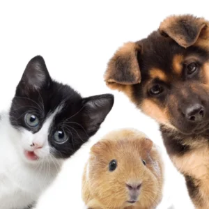 ToF Behang dieren kat, cavia en hond