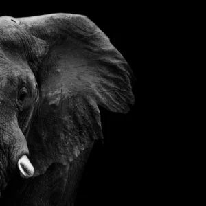 ToF Fotobehang olifant deel van kop in zwart-wit