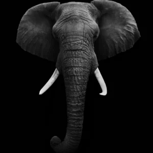 ToF Fotobehang dier kop olifant zwart-wit