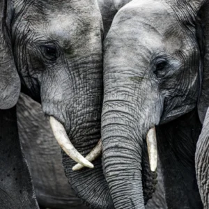 ToF Fotobehang olifant twee olifanten met slurven tegen elkaar in zwart-wit