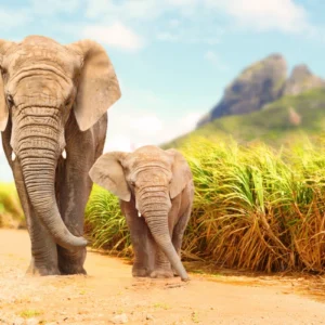 ToF Fotobehang olifant een baby olifant met moeder in de natuur