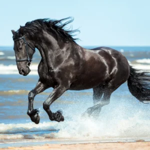 ToF Fotobehang paarden zwart paard rennend in de zee